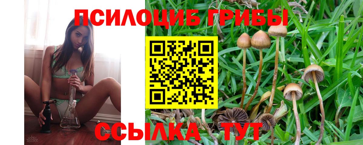 Псилоцибиновые грибы Psilocybe Переславль-Залесский